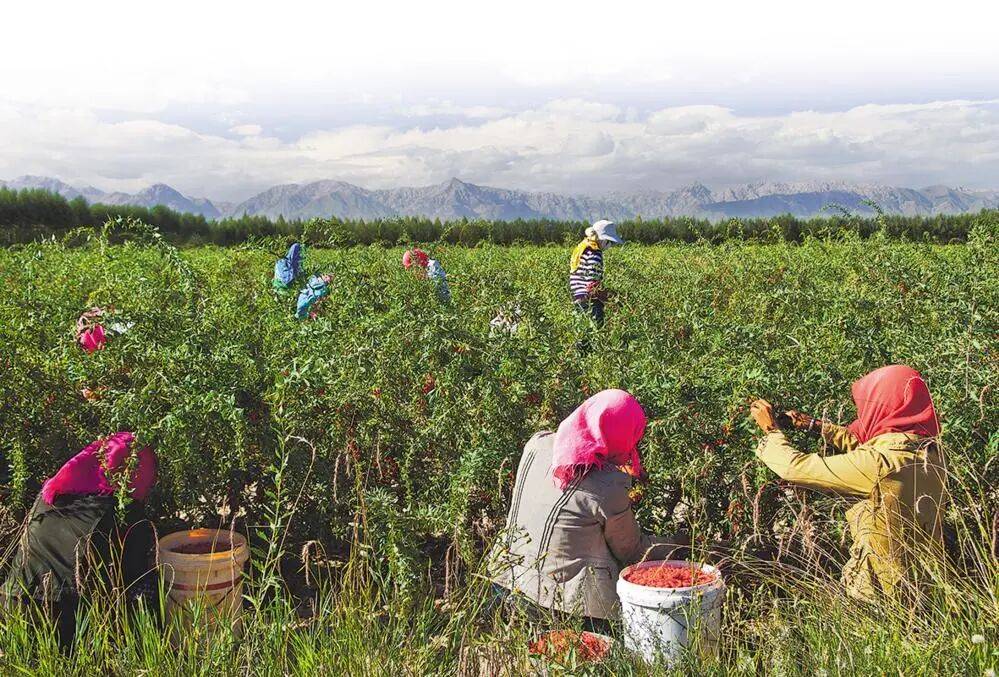 柴达木枸杞三重变